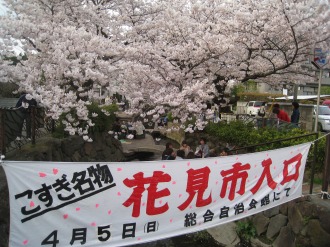 渋川の桜