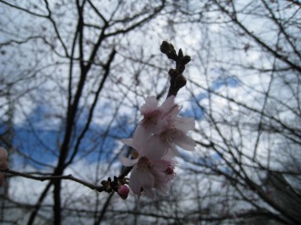 寒桜の花（接写）