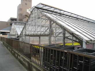 パンジー栽培の温室