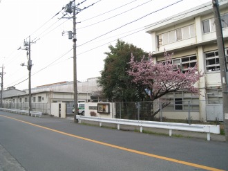 中原電車区の八重桜