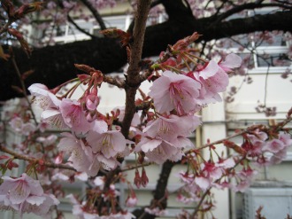 中原電車区の八重桜（接写）