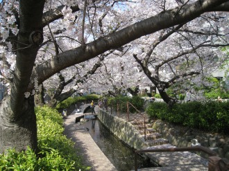 渋川の桜（サライ通り付近）
