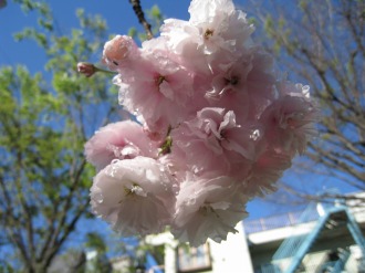 白っぽい八重桜